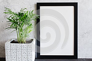Black poster or photo frame and beautiful plant in concrete pot. Scandinavian style room interior.