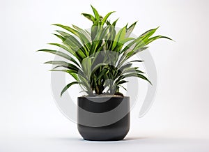 Black pot with green plant on a white background