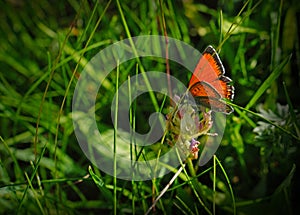 Black potted red cracker butterfly sitting on green grass