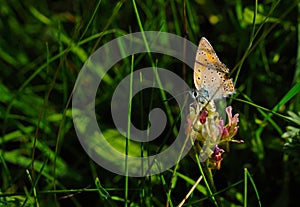 Black potted red cracker butterfly sitting on green grass