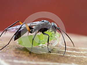 Black predator wasp with prey