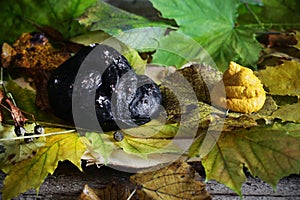 Black pretzel and hummus halloween setting, scarry dish photo