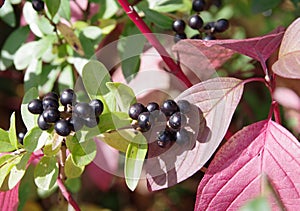 Black privet berries with green and red leaves 2