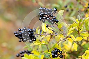 Black privet, Ligustrum vulgare, berries with autumn foliage