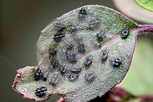 Black psyllids nymphs colony on the leaf of the holy basil plant. These insects also known as jumping plant lice.
