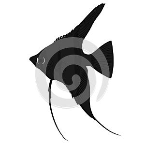 Black Pterophyllum scalare Sailfins, freshwater angelfish aquatic animal graphic illustrations aquarium fish