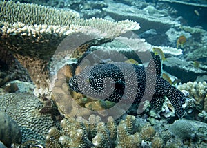 Black Puffer Fish  or, Fugu fish, or Blowfish at the bottom of the Indian Ocean