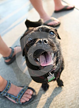 A black pug