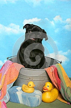 Black Pug in a bath tub