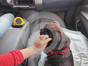 Black pug in the car. Girl plays with pugin the front seat of the car