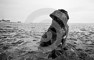 Black pug dog at the beach