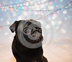 Black pug dog with christmas lights