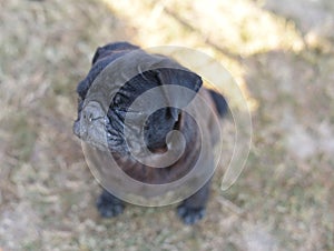 Black pug dog looking up in curiosity , looking for love and care