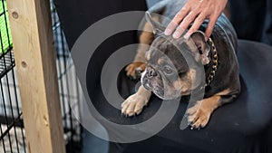 A black Pug dog that people hold their hands