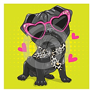 Black Pug Dog with pink glasses and scarf isolated on a white background