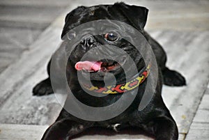 A black pug dog sitting on the ground with its tounge and eyes opened