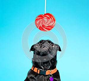 Black pug with lollypop