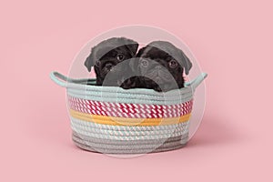 Black pug puppies in a colorful basket on a pink background