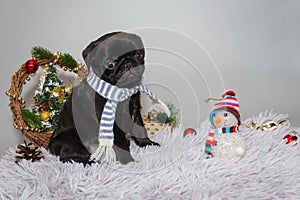 Black pug Puppy and Christmas