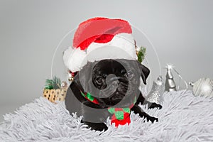 Black pug puppy in a Santa hat