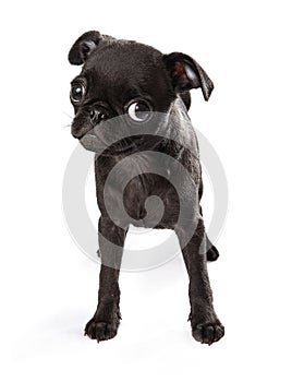 Black Pug Puppy Tilting Head