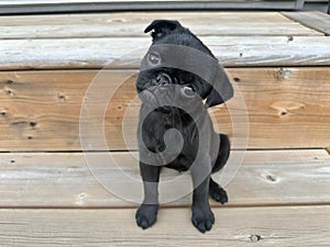 a black pug sitting on a deck with a sad look on his face photo