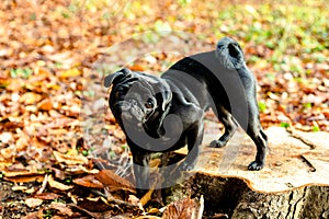 Black pug staying on stump on natural autumn leaves blurry background. Close up. Copy space