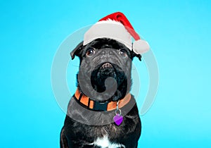 Black pug wearing Santa hat