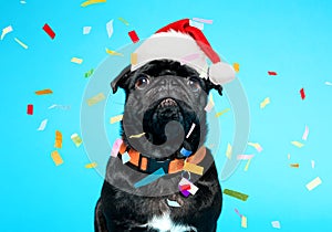 Black pug wearing Santa hat