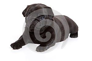 Black pug on white background