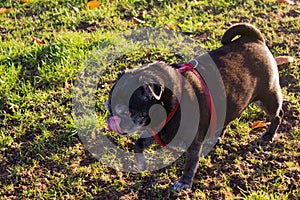 Black pug and white friend dog having fun on november evening