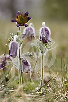 Black Pulsatilla