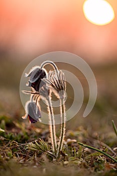 Black pulsatilla