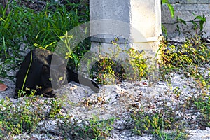 Black puma cougar cat lurking in grass bushes Holbox Mexico