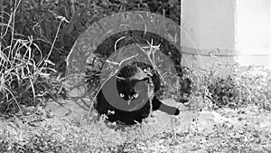 Black puma cougar cat lurking in grass bushes Holbox Mexico