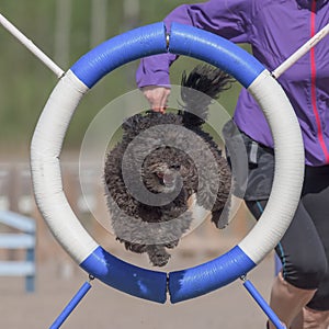 Black Pumi dog  jumping through the agility ring