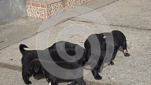 Black puppies eating together int the yard, from a plate, the puppies are hungry, running, wagging their tails