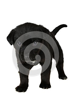 Black puppy