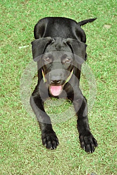 Black puppy