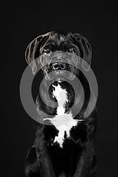 Black puppy Cane Corso on a black background