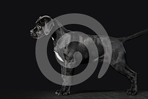 Black puppy Cane Corso on a black background in full growth