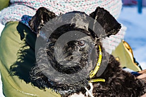 Black puppy dog breed Kerry blue Terrier snow in winter in the hands of the mistress