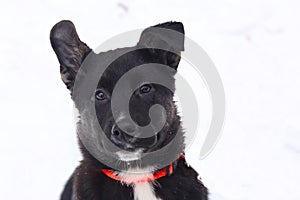 black puppy dog closeup portrait isolated on white