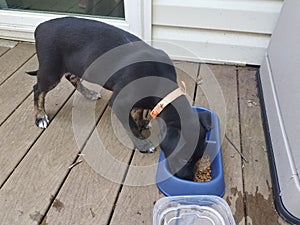 Black puppy dog eating food