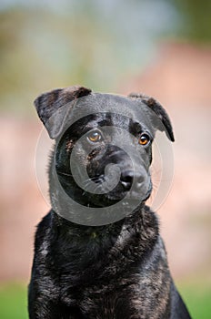 Black puppy dog on the garden