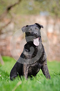 Black puppy dog on the garden