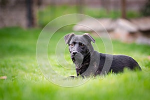 Black puppy dog on the garden