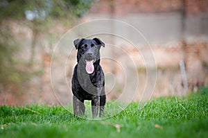 Black puppy dog on the garden