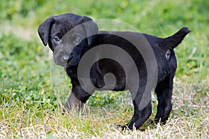 Black puppy dog on the grass