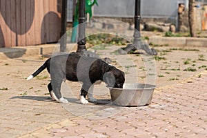 A black puppy drinks milk from a large aluminum bowl in the yard of the house in summer